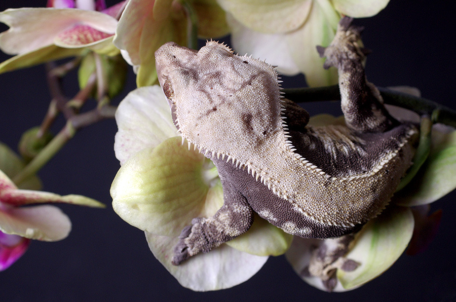 kittendrumstick:  One of my orchids had root rot, so I had to repot it and cut its