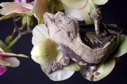 kittendrumstick:  One of my orchids had root rot, so I had to repot it and cut its flowers back. I figured the flowers might make a good prop and managed to get some really great photos with them, so it’s not all bad! Rosie gets to go first because