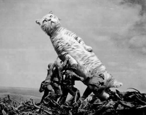 Raising the Cat on Iwo Jima