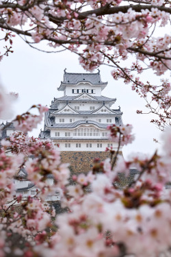 banshy:  Himeji Castle by Naomi Locardi   