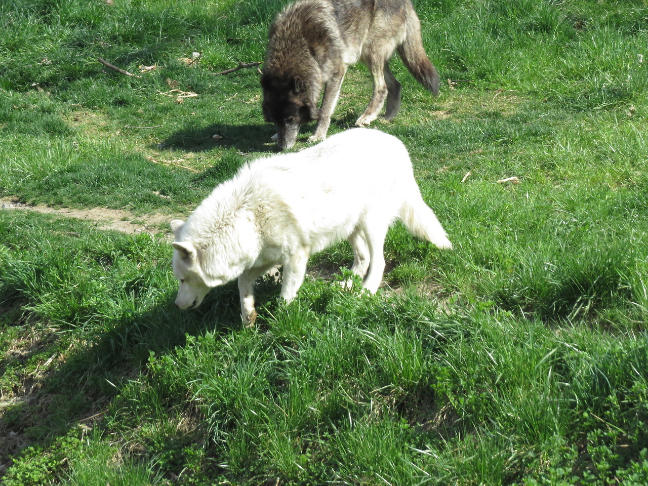 allthingsmichigan: Gray wolves in the Cotton Family Wolf Wilderness Detroit Zoo,