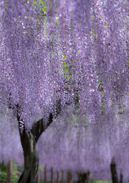 lifeisverybeautiful:Wisteria, Aichi, Japan via GANREF  藤回廊 ーーーーーーーーーーーーーー　　　　　　　　　　　　　　　　　　　　　　　　　　　