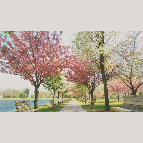 spring in new york #perfection #afternoonrun #cardio