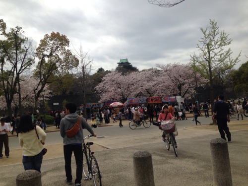 Flowering viewing/hanami party at osaka castle park!