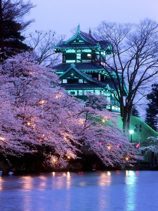 zekkei-beautiful-scenery:  Cherry blossoms in Japan  Sakura is a part of Japanese