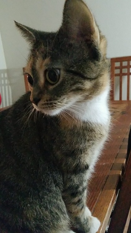 guy-with-his-cats:Happy International Cat day!