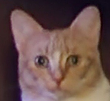 walnutcookiesstuff - kind of dead blog ?