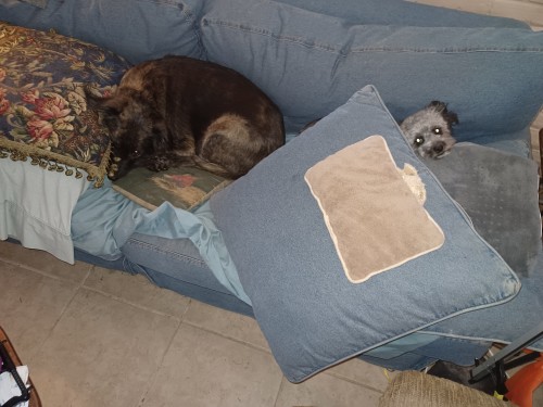 Jethro Loves To Hide Under The Pillows Sadie Just Loves Being On The Couch