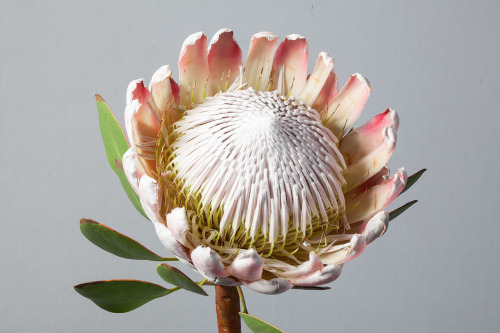 flannelflowersblog:Curiosities: The King ProteaThe King Protea hails from South Africa - and is in fact the National Flower of South Africa. It possesses the largest flower head in the Protea genus, and is known by some as the Giant Protea, Honeypot and