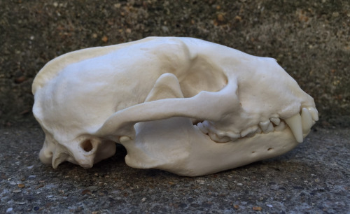 prettydeadstuff: Ridge the female European Badger - see how she was cleaned up here (warning for ani