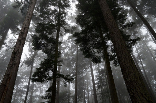 90377: Foggy Forest Morning by reskusic on Flickr.