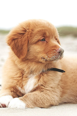 earthyday:  Oliver the Toller boy  by Kent Skibstad 