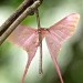 rubicunda:Eudaemonia argus (Pink silk)photo: PamsaiNative to Sub-Saharan Africa,