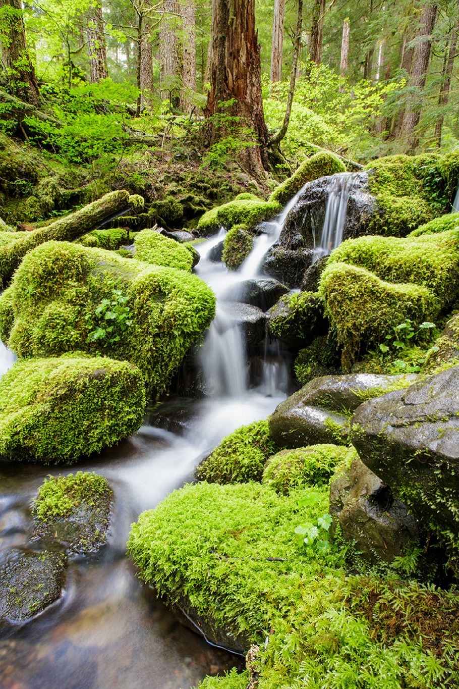 sublim-ature:  Sol Duc River, WashingtonGilles Baechler 