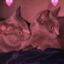 tumblr photo prettycocokitty 1