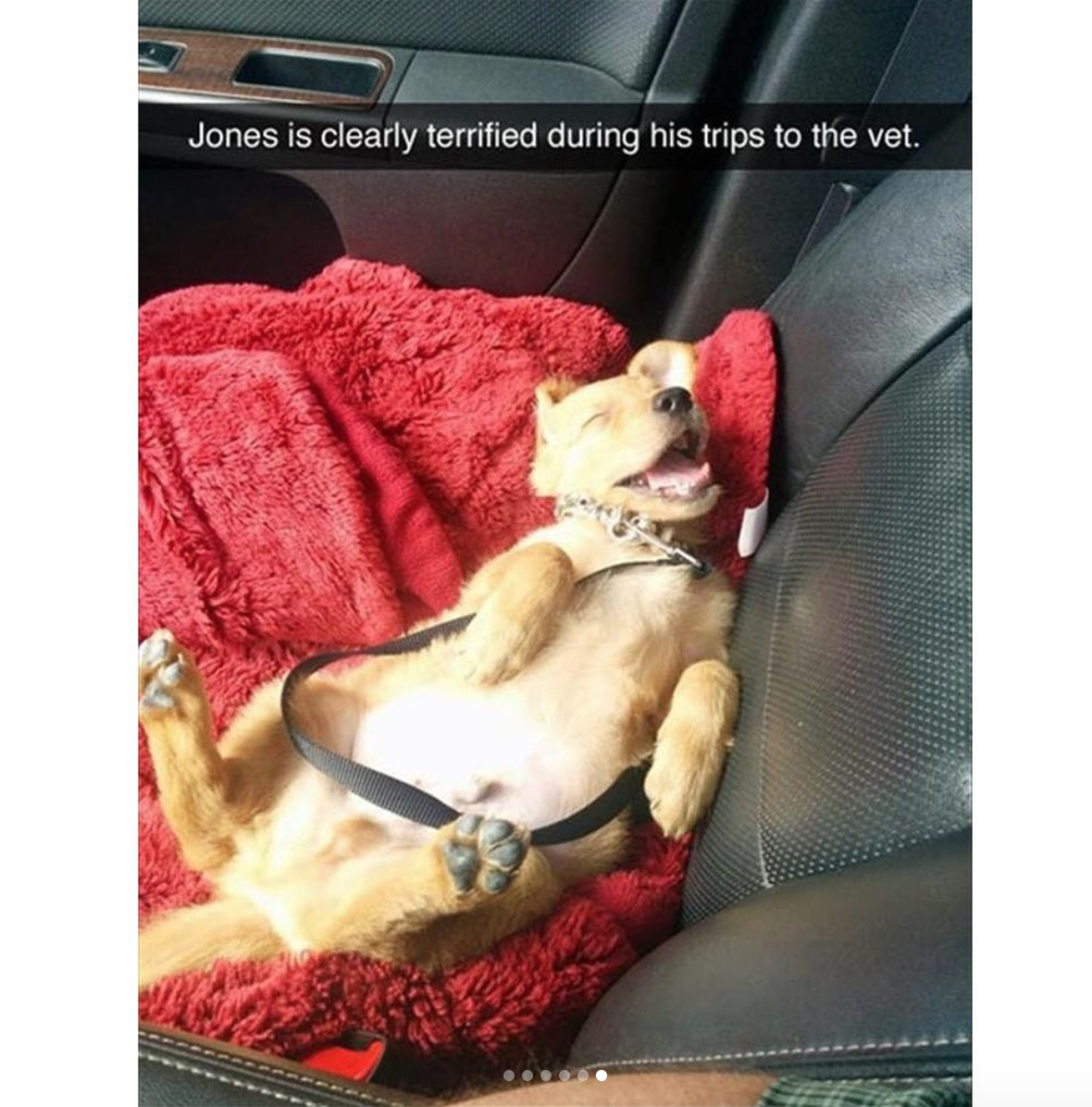 babyanimalgifs:  Animal snaps