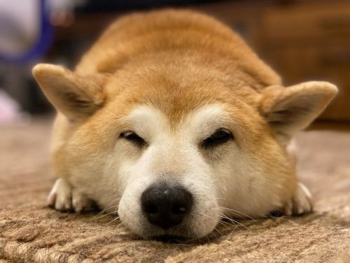 *Was the fruitful day…it was! ..GABA飲んで大いびき頬毛が換毛期。.#shiba#shibainu#glaucomadog#dogislove#uni#