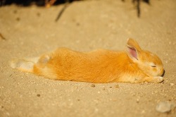zorobunny:  photozou  One sunny day on Rabbit