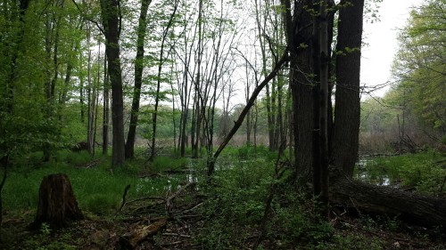 the-moon-is-my-deity:thedruidsforest:Our Ecology class took a field trip to the bog, and it was abso