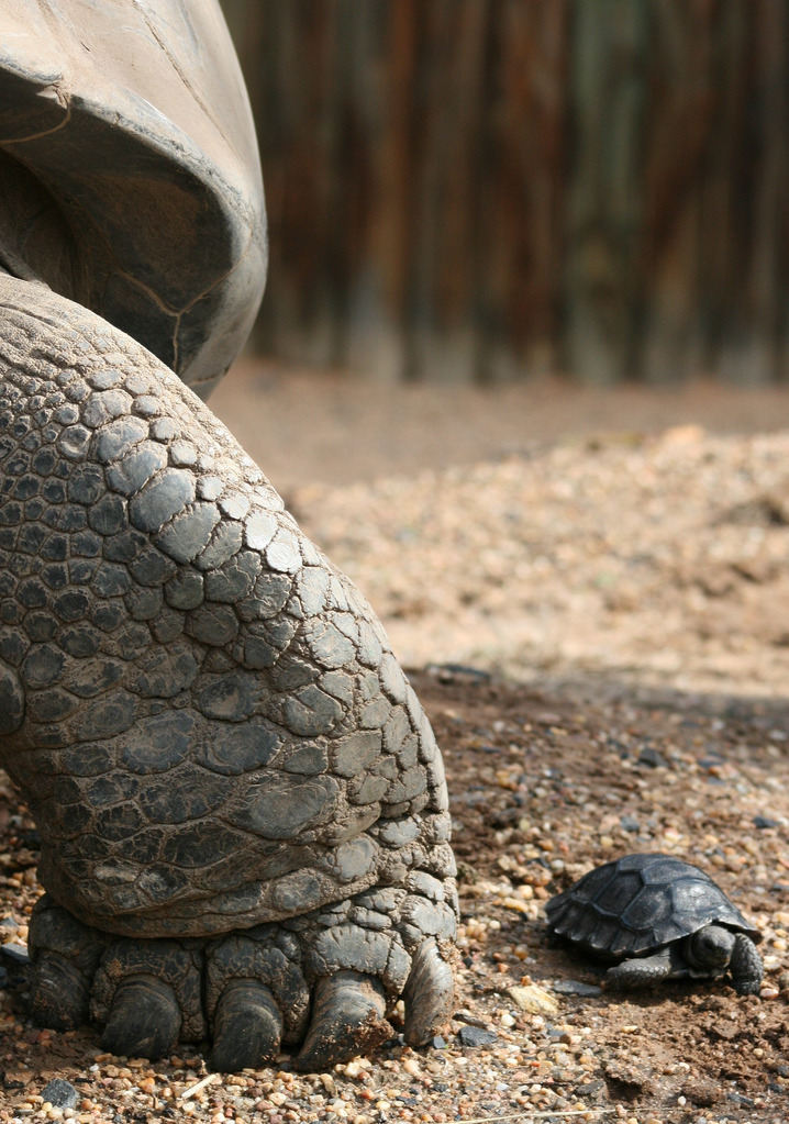 awkwardsituationist:  a three ounce baby galápagos tortoise and its 564 pound mother.