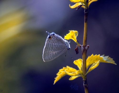 Butterfly#butterfly#butterflies#macro_perfection#macro_mania__#exquisitepics20_macro#exq