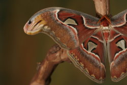 sixpenceee:  The tip of the Atlas moth’s