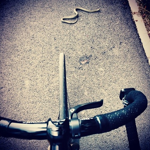 Even made a friend today #cycling #fixedgear #hungary #lakebalaton #littlewheels #snake #adventure