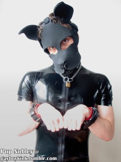 andymanthe:  gayboykink:  *begs for a cookie*  Wonderfull pic of the fantastic pup Nobley 😘
