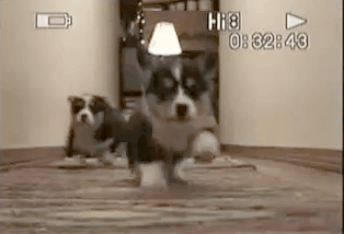 tumblr_ms1y3aCzAw1rx8ihlo1_400.gif