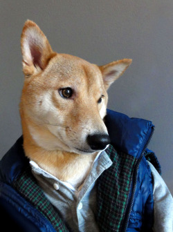 angstinspace:  mensweardog:    Staying Warm with Layering White Henley: J.Crew  |  Gray Henley: Club Monaco  |  Puffer Vest: Zara not shown: Jeans: J.Crew 484  |  Belt: J.Crew  |  Shoes: Clark’s Desert Boots (Beeswax)    #WELL HELLO RORY WILLIAMS #DID