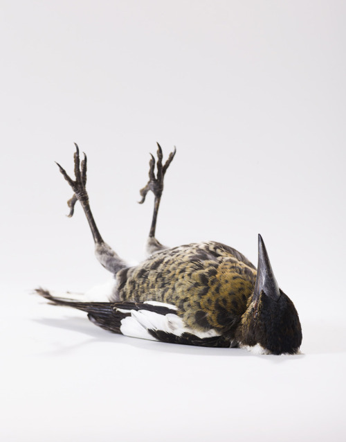 deathcomes4u:  jedavu:  Portraits of Birds Ruffling with Personality by Leila Jeffreys  Pretty sure those are all Australian too. The bottom one isn’t dead. It’s a Juvenile Magpie. Bt man if you want personality, watch a flock of Long billed corrella