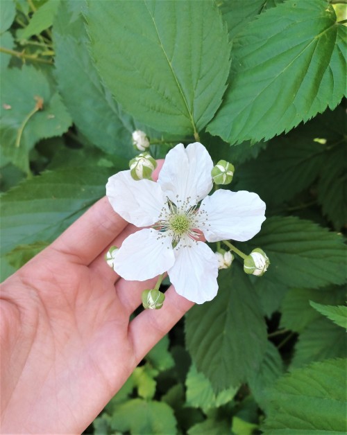 Blackberry flowers are barely now starting to open but they’re so pretty.