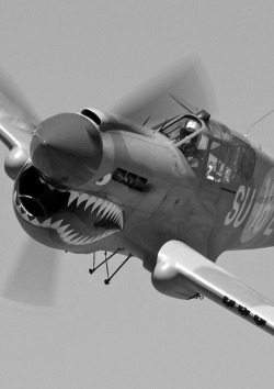 hairyandhandsome:  P-40