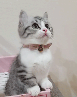 youremydoll: