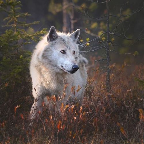 wolveswolves:Wild wolf in Finland by Niko Pekonen