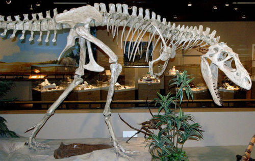saddinosaurfacts:  ALBERTOSAURUS“Alberta lizard”Late Cretaceous, 71-68 million years ago