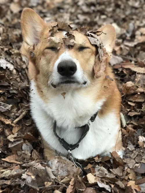 thecorgi:JP playing in the leaves.