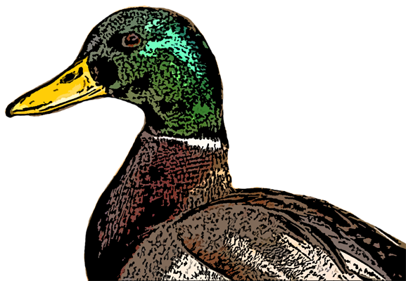 pciture of a mallard duck
