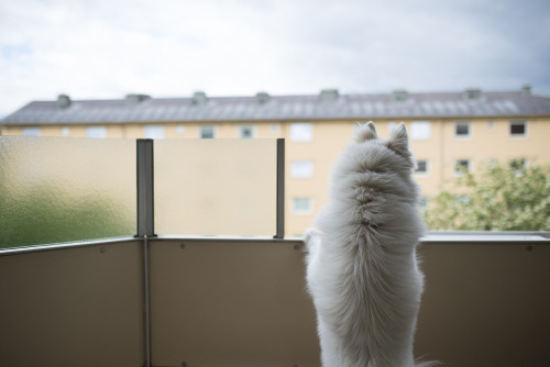 the guardian of our balcony. 16 months old now. / everyday life. 