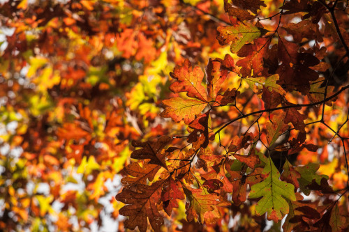 my-spooky-autumn:   IMG_5177 by Columbia Heights Climber