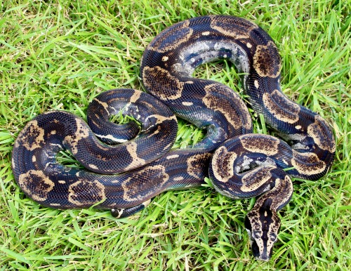 Freshly-shed, and ridiculously shiny.Jambi, 2015 Peruvian Long Tailed boa (Boa c. longicauda)