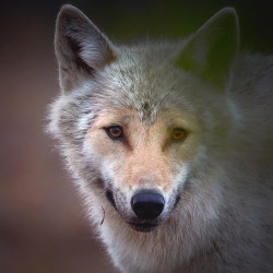 wolfsheart-blog:Wolf by Niko Pekonen
