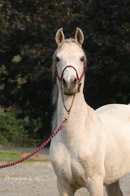LE COQUINA grey 2003 stallion, Amulets Raaschal x Abitibi Yamama, bred by Joan De Vour. He is a comb