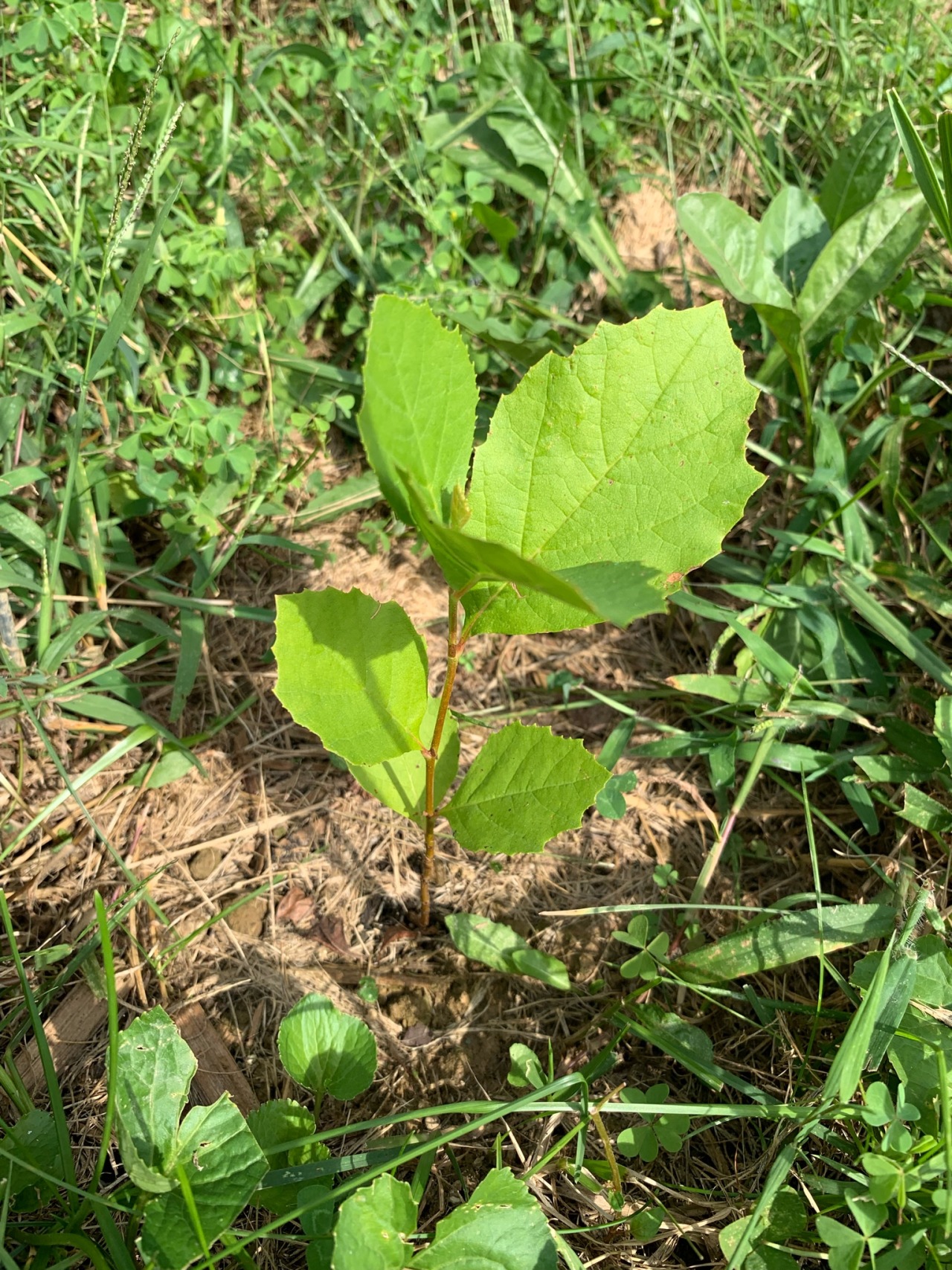 headspace-hotel:headspace-hotel:headspace-hotel:so proud of this little guy SHE INCREASETH! It’s been a harsh, dry summer with hardly a drop of rain, and you had such a rough start in life, sprouting in a gravel parking lot and being transplanted