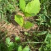 headspace-hotel:headspace-hotel:headspace-hotel:so proud of this little guy SHE INCREASETH! It’s been a harsh, dry summer with hardly a drop of rain, and you had such a rough start in life, sprouting in a gravel parking lot and being transplanted