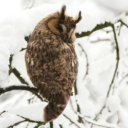 fairy-wren:  Long-Eared Owl. Photo by Pepijn