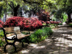 travel-the-world:  ~Savannah~ by MaryleeUSA