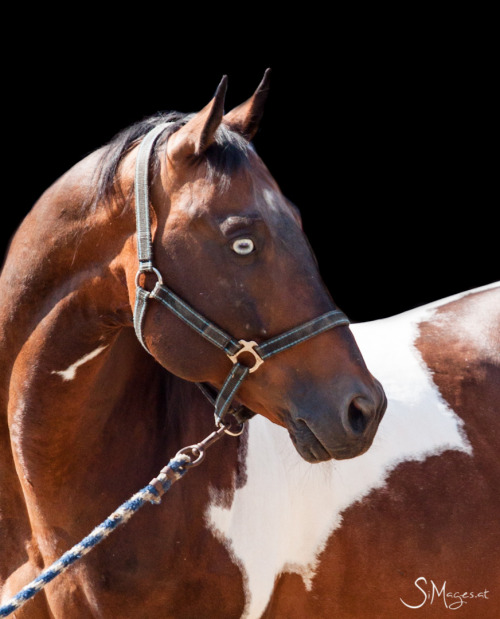 riding-blind: scarlettjane22: © 2013 by Sabrina Mallick www.simages.at/ this horse has seen s