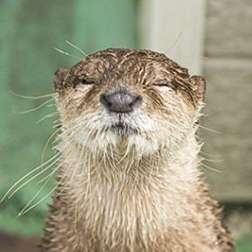 redscharlach:  What’s more topical than Otters Who Look Like Benedict Cumberbatch?