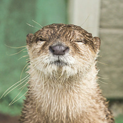 redscharlach:  What’s more topical than Otters Who Look Like Benedict Cumberbatch? Yes, it’s Otters Who Look Like Benedict Cumberbatch Doing The Ice Bucket Challenge! Unfortunately, otters find it rather difficult to donate to the MND Association